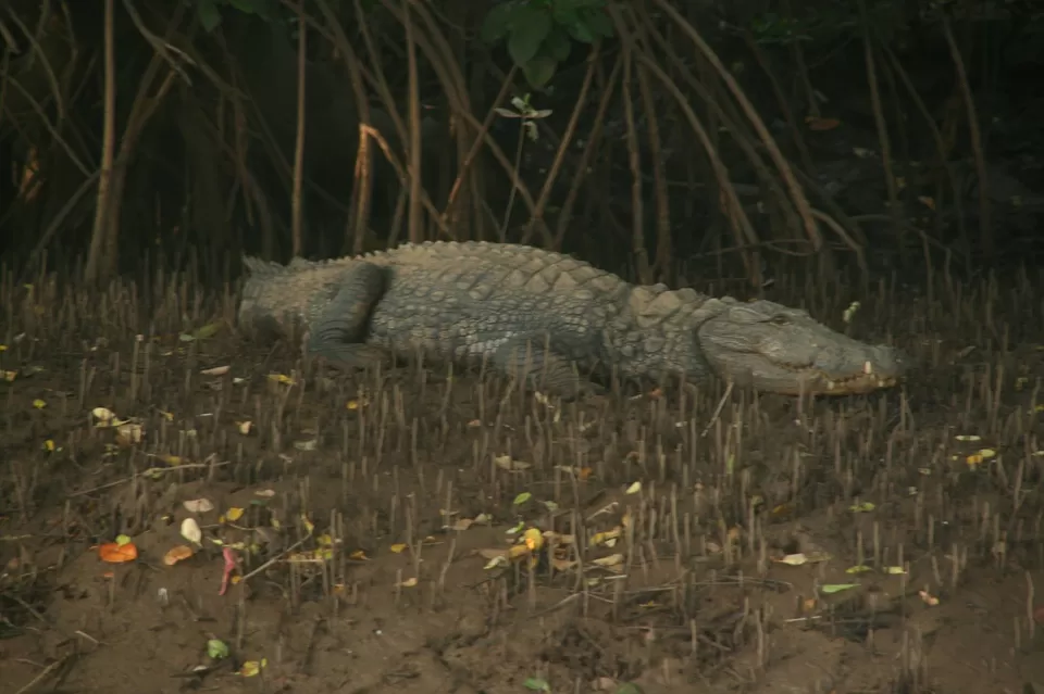 Photo of Britona, Penha de França, Goa, India by Nivedita Andhale