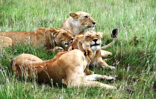 Photo of Kenya’s Air Safari - An Experience to Remember! 1/1 by Sara Thomas