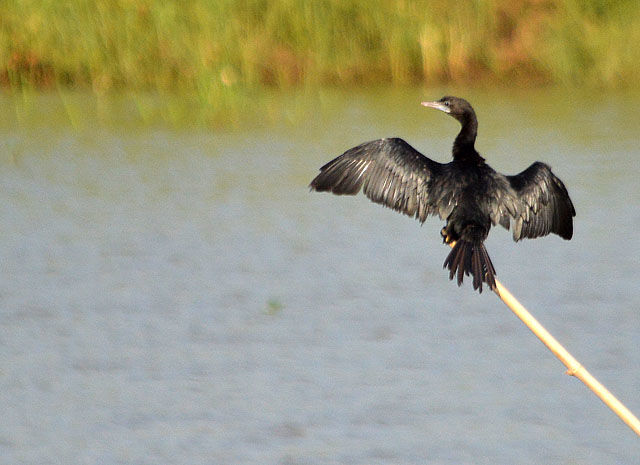 Photo of Bird-watching in Malaysia: Basic Guide 1/1 by travelmalasiainfo