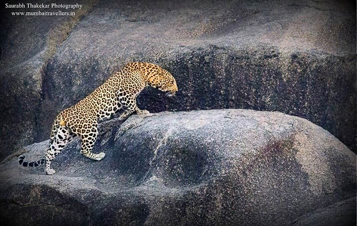 Photo of The Jawai Hills Have Leopard Eyes by Saurabh Panwar