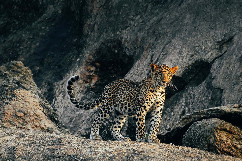 Photo of The Jawai Hills Have Leopard Eyes by Saurabh Panwar