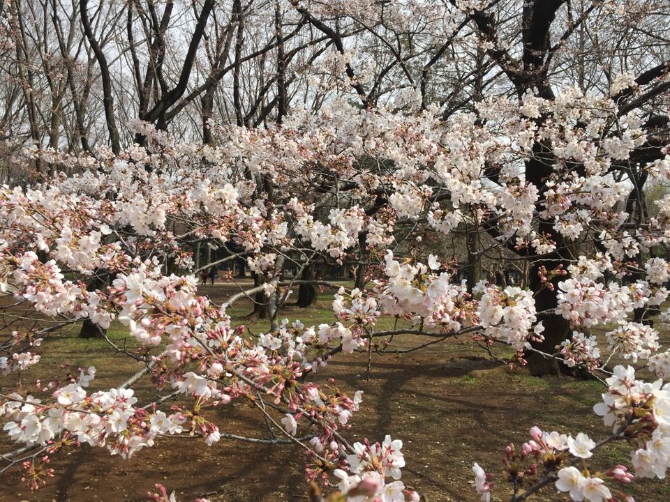 Photo of Cherry Bloosm viewing in Japan by Dhiraj Hazarika