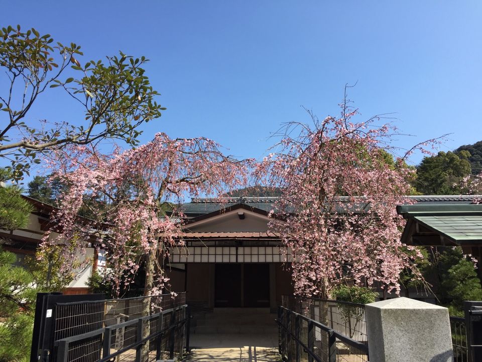 Photo of Cherry Bloosm viewing in Japan by Dhiraj Hazarika