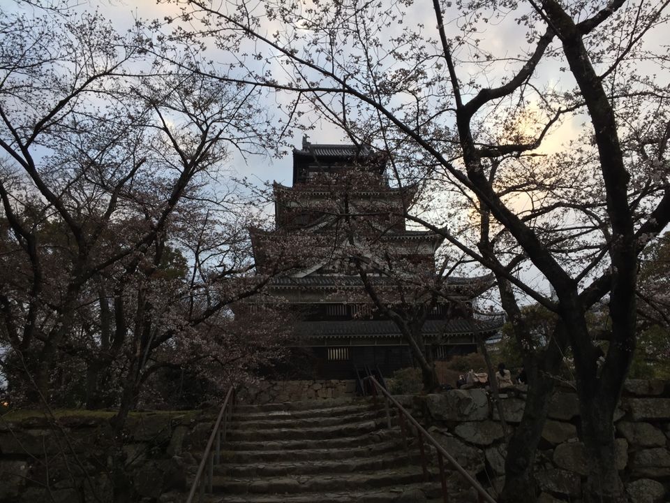 Photo of Cherry Bloosm viewing in Japan by Dhiraj Hazarika