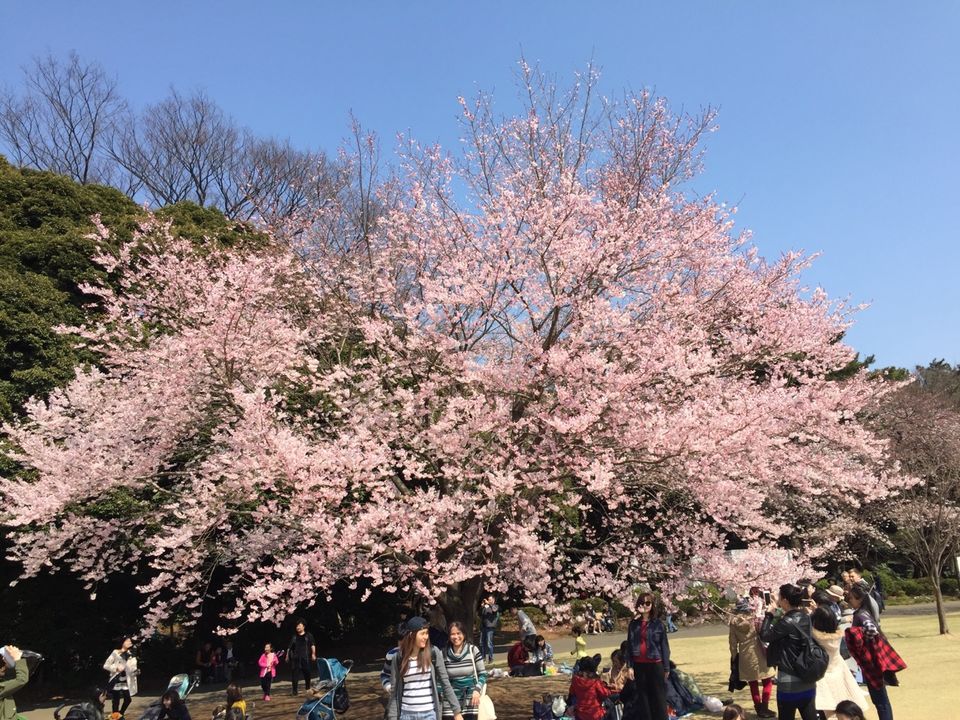 Photo of Cherry Bloosm viewing in Japan by Dhiraj Hazarika