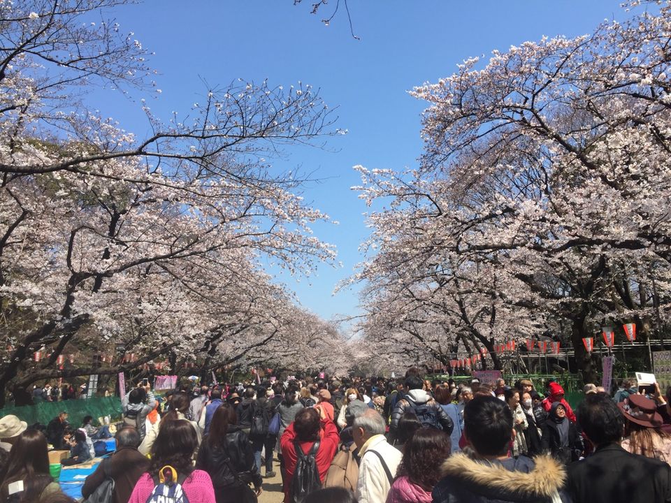 Photo of Cherry Bloosm viewing in Japan by Dhiraj Hazarika