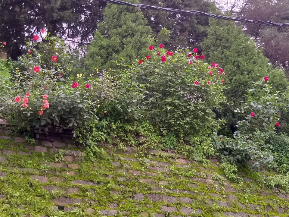 Photo of Shimla, Himachal Pradesh, India by Nivedita Bhosekar