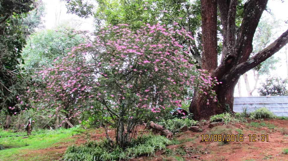 Photo of Ooty Railway Station, Kathadimattam, Ooty, Tamil Nadu, India by Ashwin Naidu