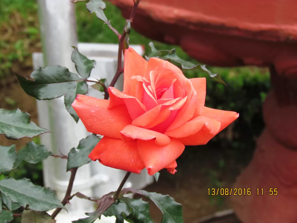 Photo of Rose Garden, Upper Bazaar, Ooty, Tamil Nadu, India by Ashwin Naidu