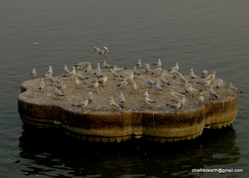 Photo of Varanasi, Uttar Pradesh, India by Chief RedEarth