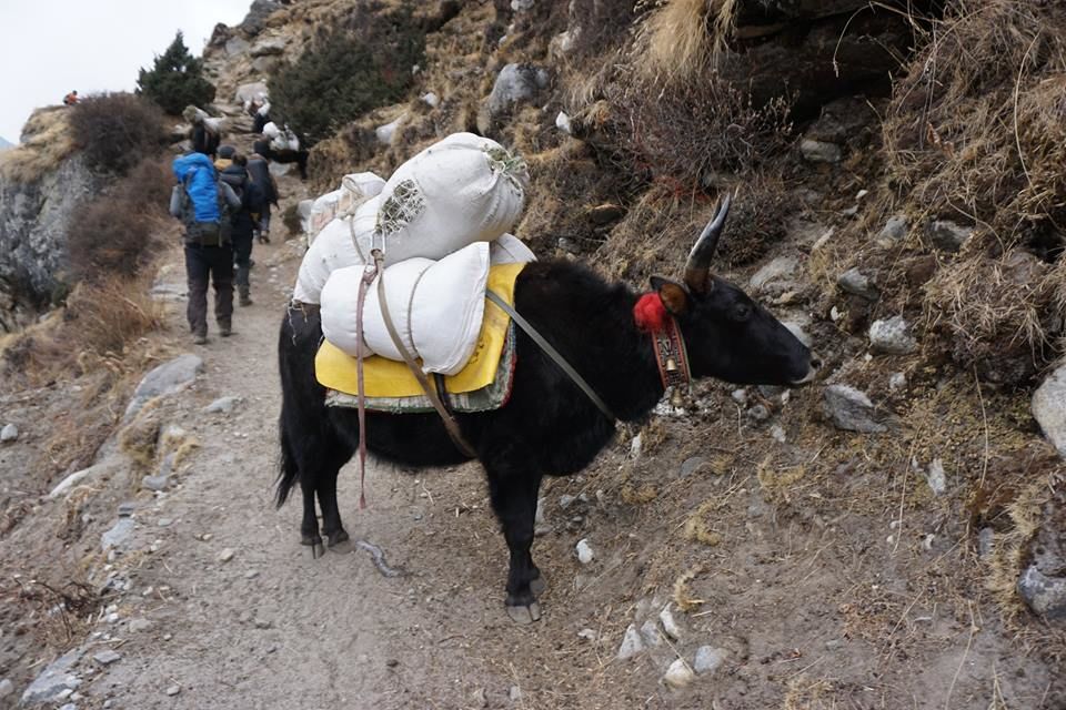 Photo of Nepal : 13 Days Everest Base Camp Trekking, only $ 850 USD p/p 3/4 by The Nepal Trekking Company Pvt.Ltd
