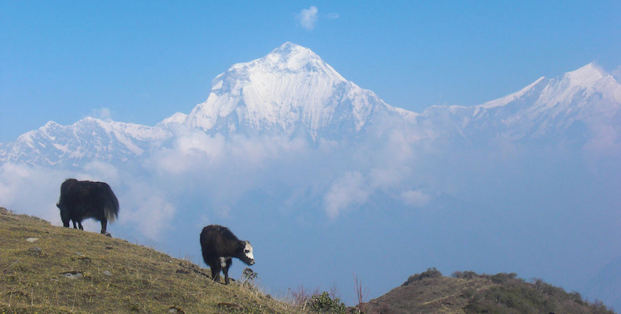 Photo of Mardi Himal Trek 1/1 by Subash