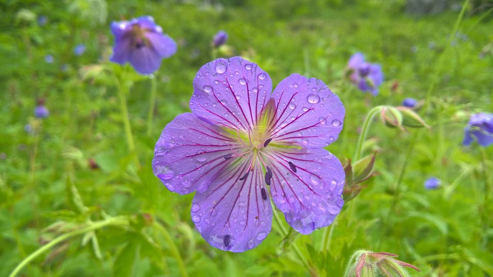Photo of My First Solo Himalayan Trek - Valley of Flower 14/16 by oldskool_indian