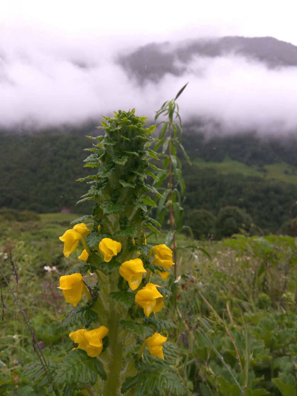 Photo of My First Solo Himalayan Trek - Valley of Flower 11/16 by oldskool_indian