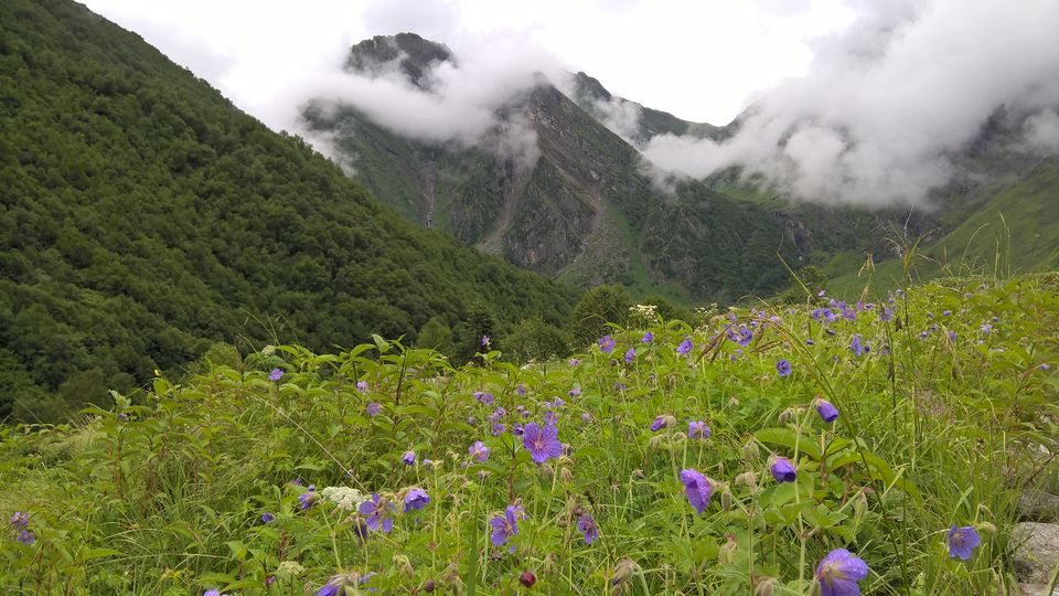 Photo of My First Solo Himalayan Trek - Valley of Flower 15/16 by oldskool_indian