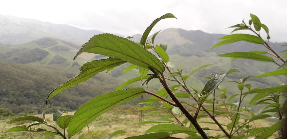 Photo of Mission Munnar by Vivek Kanna