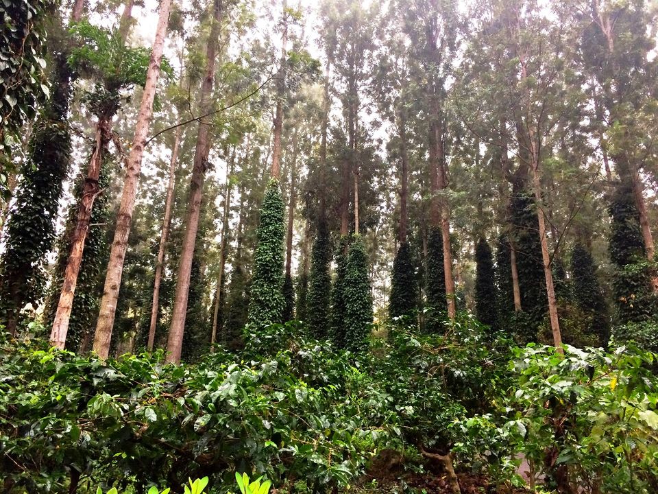 Photo of Unwind at Yercaud!! 8/26 by Paramita