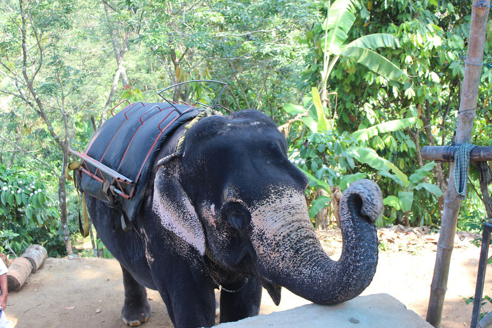 Photo of Elephant Safari - Munnar - South India Series #southindiaitinerary #adventureactivity 2/3 by Neha jain
