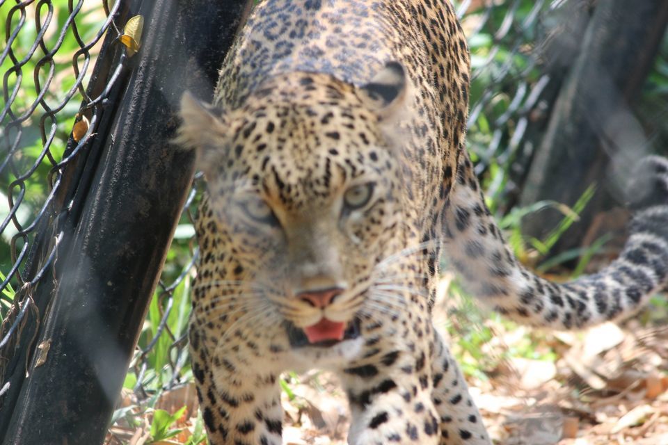 Photo of Trivendurum Zoo Visit by Neha jain