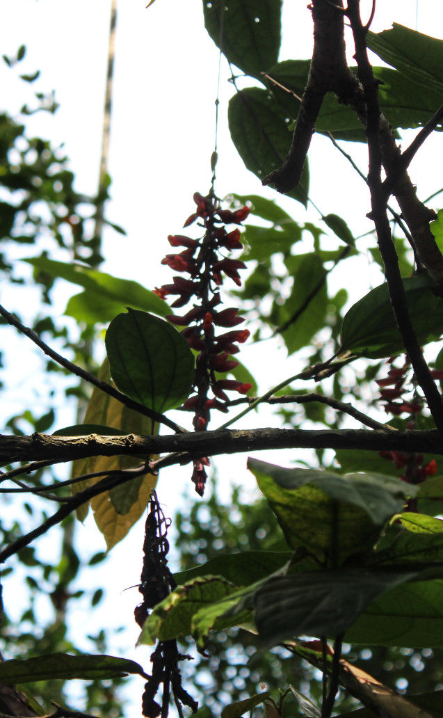 Photo of KERALA FARM, Munnar, Kerala, India by Neha jain