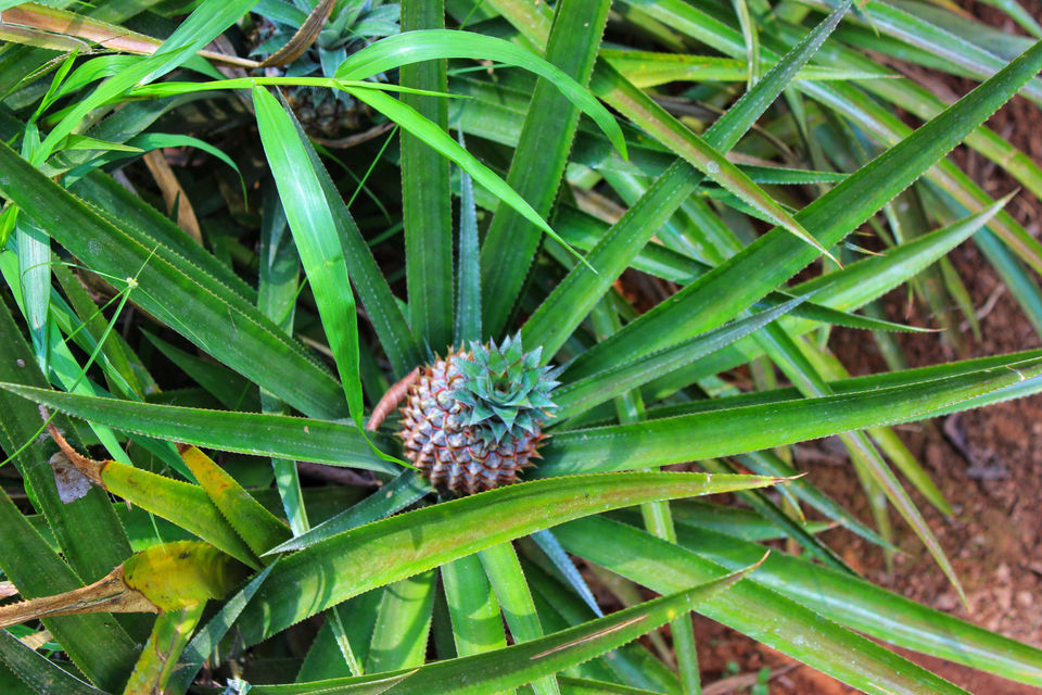 Photo of KERALA FARM, Munnar, Kerala, India by Neha jain