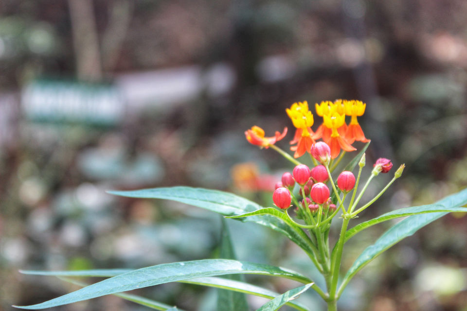 Photo of KERALA FARM, Munnar, Kerala, India by Neha jain