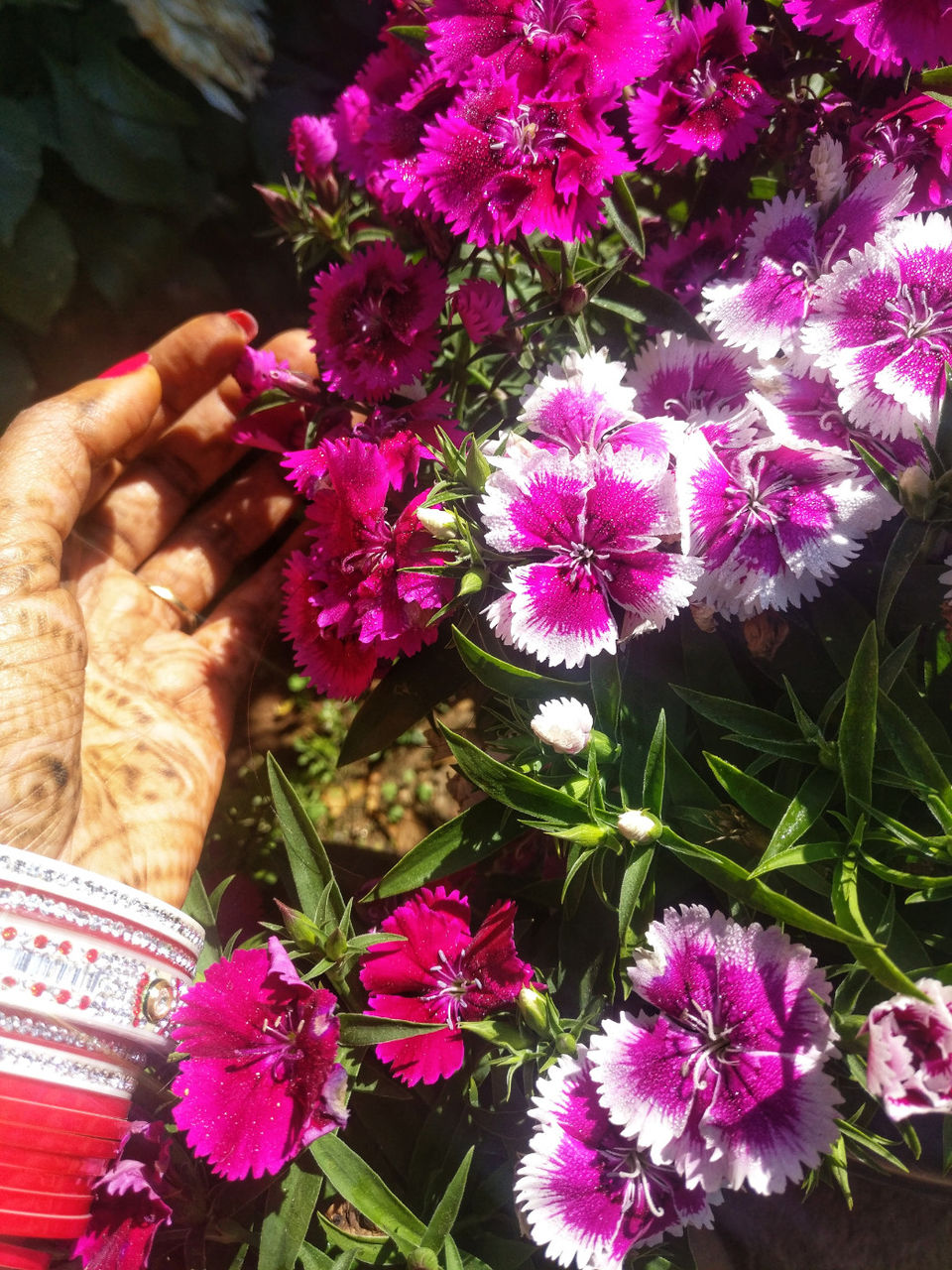 Photo of Rose Gardens, Karadippara, Kerala, India by Neha jain