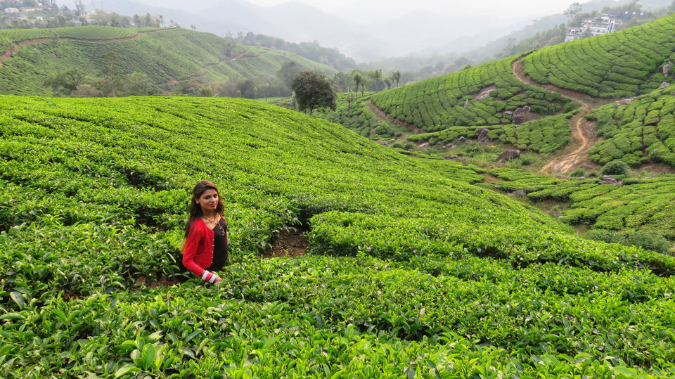 Photo of Kannan Devan Tea Estate, Aluva - Munnar Road, Kerala, India by Neha jain