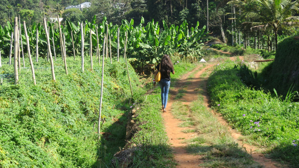 Photo of Munnar, Kerala, India by Neha jain