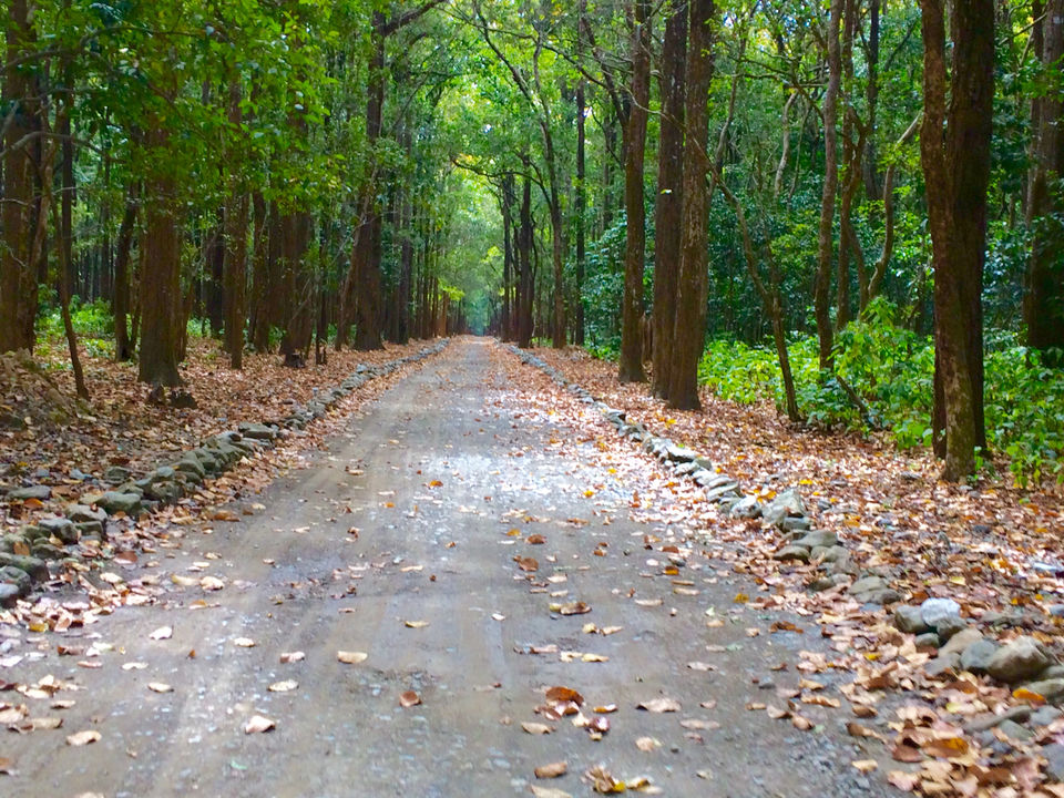 Photo of Trekking In Jim Corbett National Park by Akbar Khan
