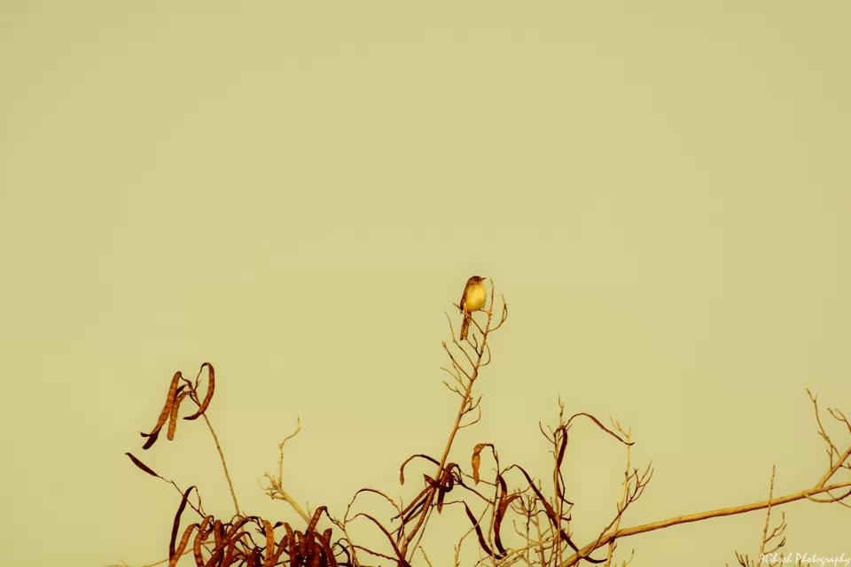 Photo of Sojourn at Jayamangali Blackbuck Conservation Reserve by Amrita Ghosh