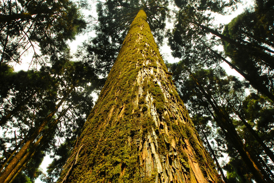 Photo of Lamhatta – Heaven in the Pines 2/3 by lens_nirvana