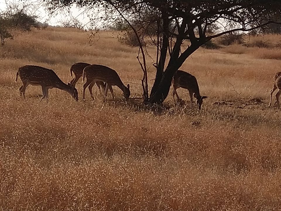 Photo of My Ranthambore Experience by Ritusree exploring