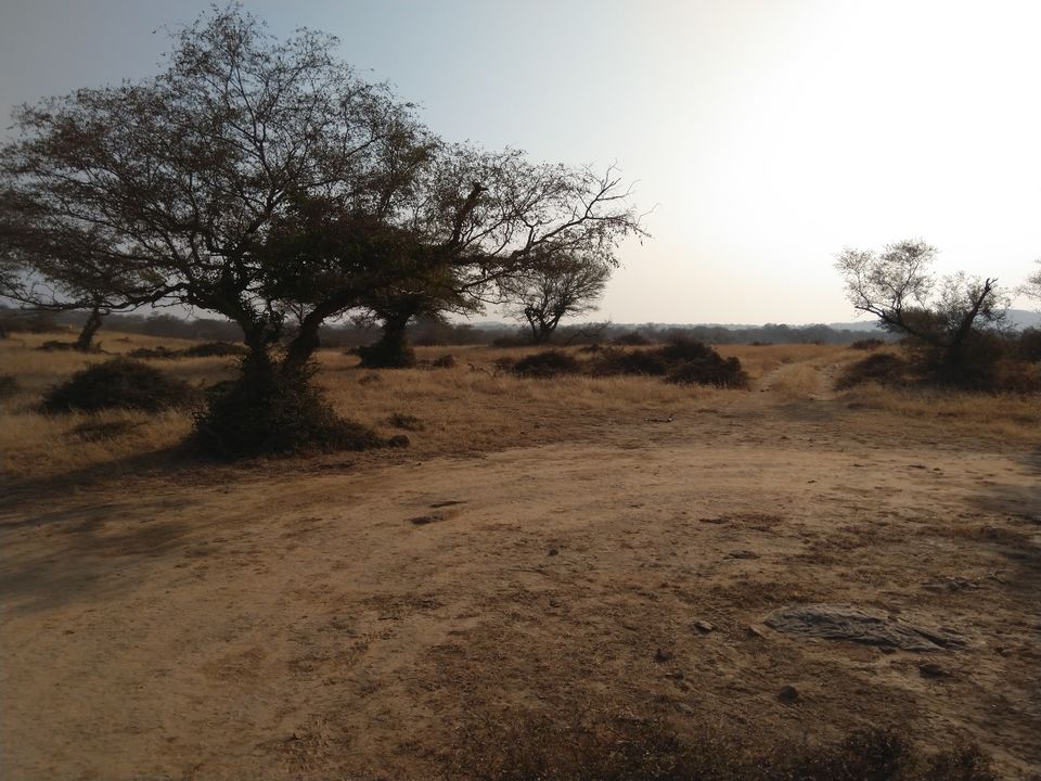 Photo of My Ranthambore Experience by Ritusree exploring