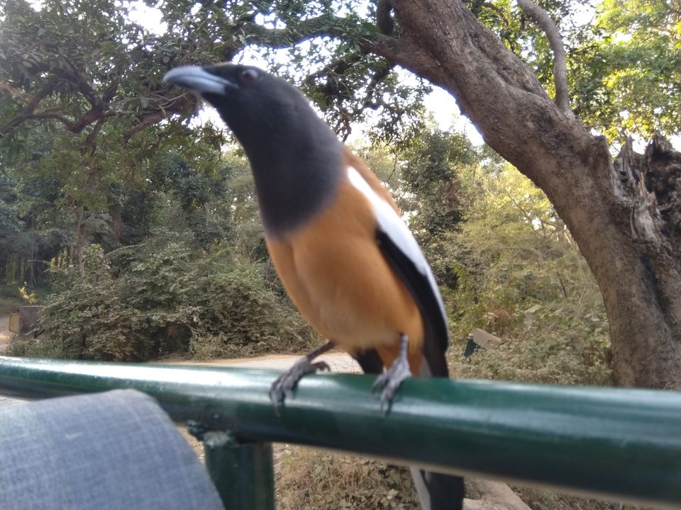 Photo of My Ranthambore Experience by Ritusree exploring