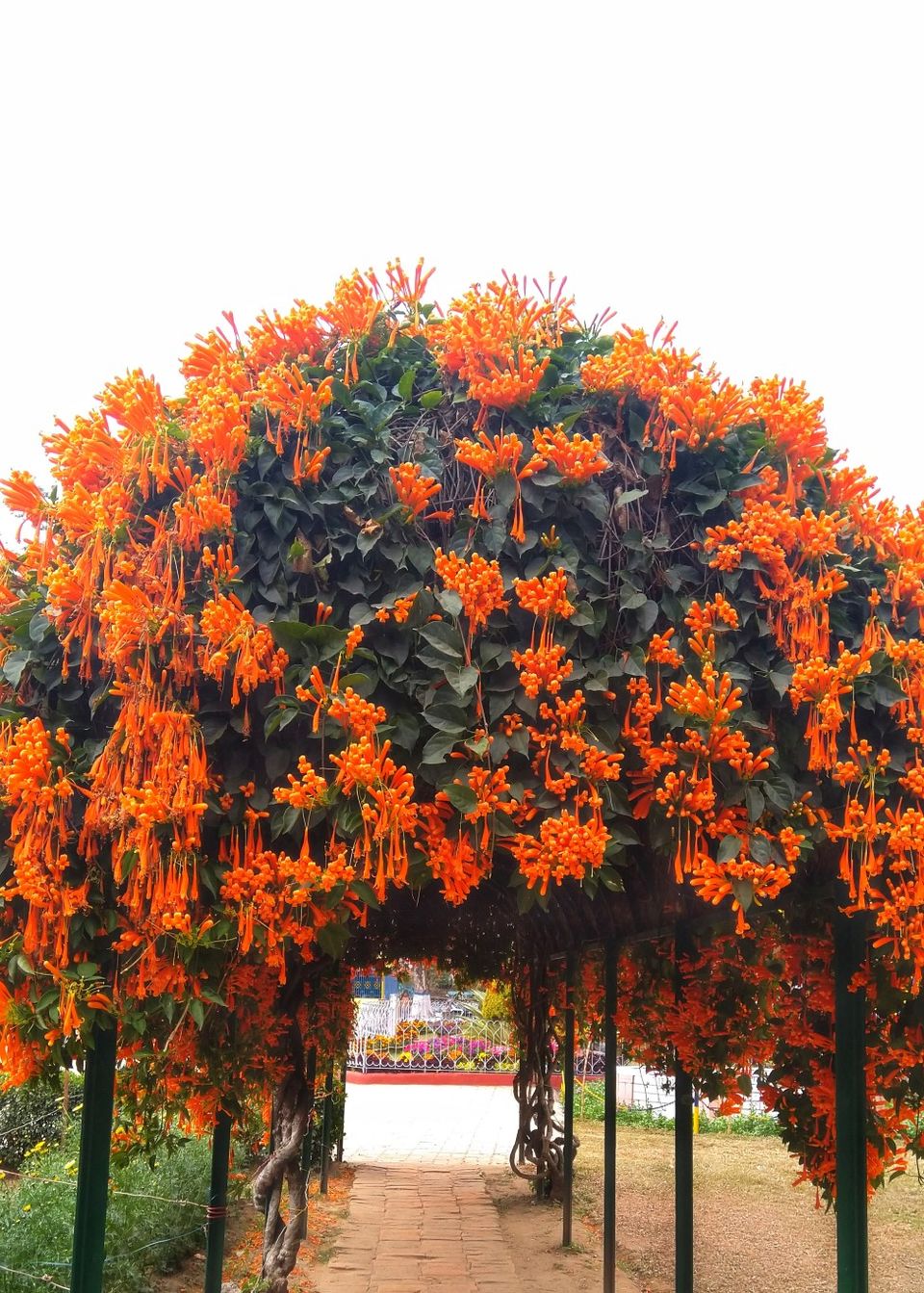 Photo of Serene North Bengal 2/5 by Ritusree exploring
