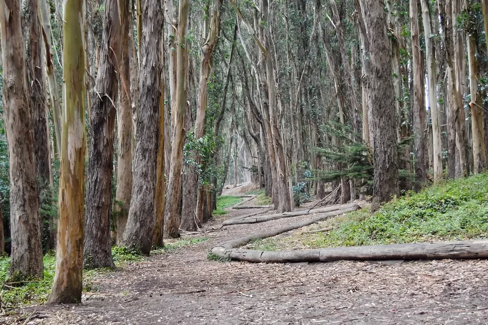 Photo of Lover's Ln, San Francisco, CA, USA by Iris Milton