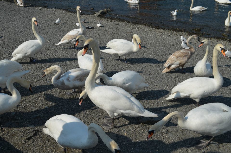 Photo of Lake District 14/14 by Lipika Majumdar