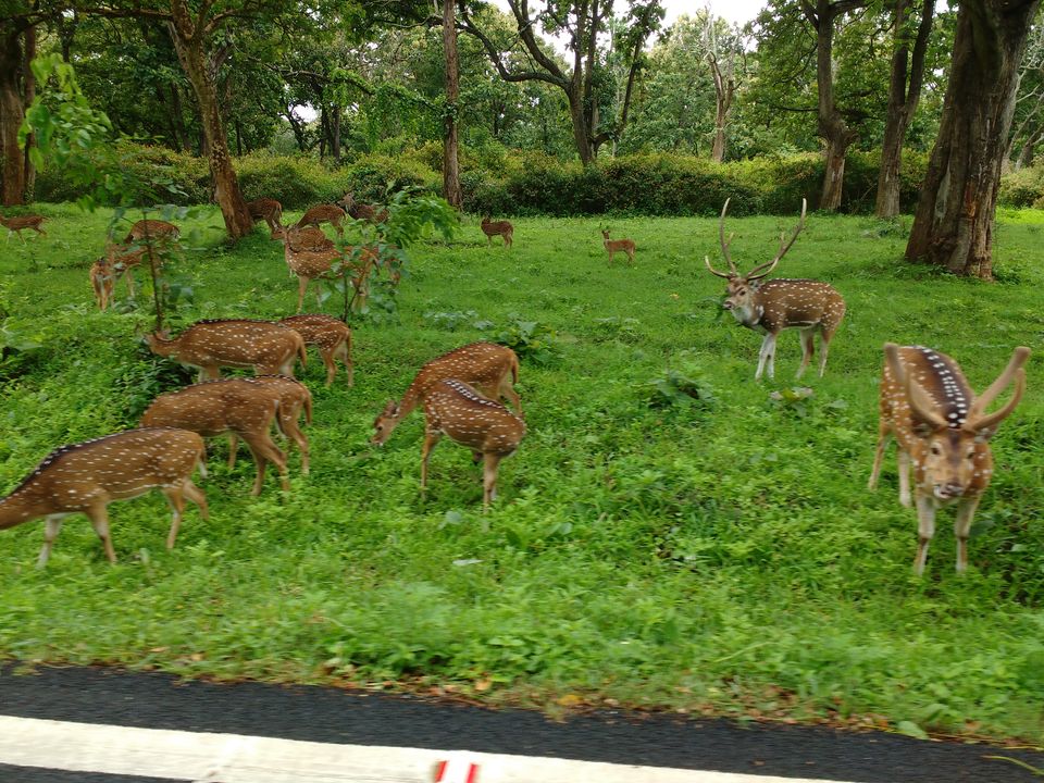Photo of Revving your engine on your Birthday : Bike trip to the Nilgiri Hills. 5/17 by Aman Kumar