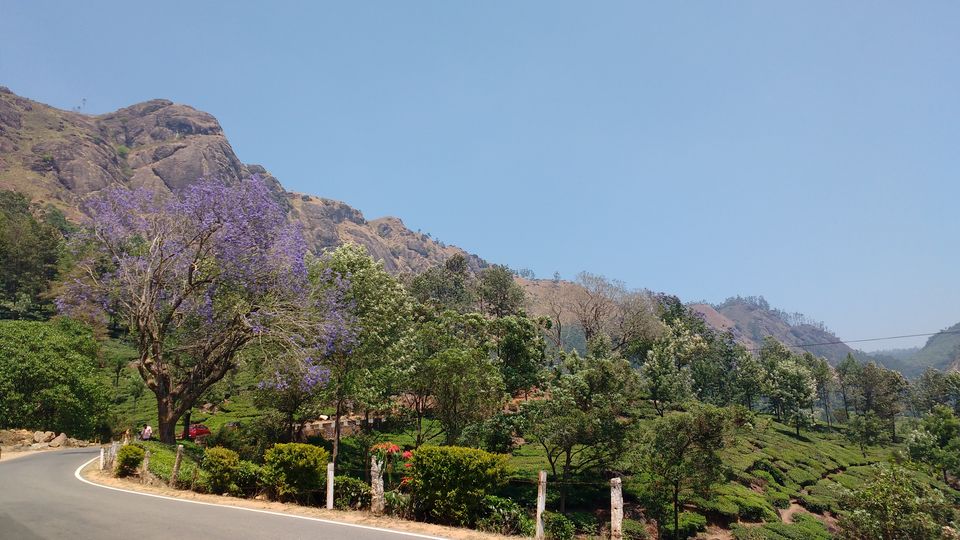 Photo of A picture story- Footloose in the Hills of Munnar 2/13 by Pritishree Dash