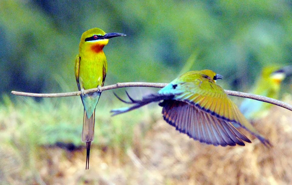 Image result for Bharatpur Bird Sanctuary ( Rajasthan )