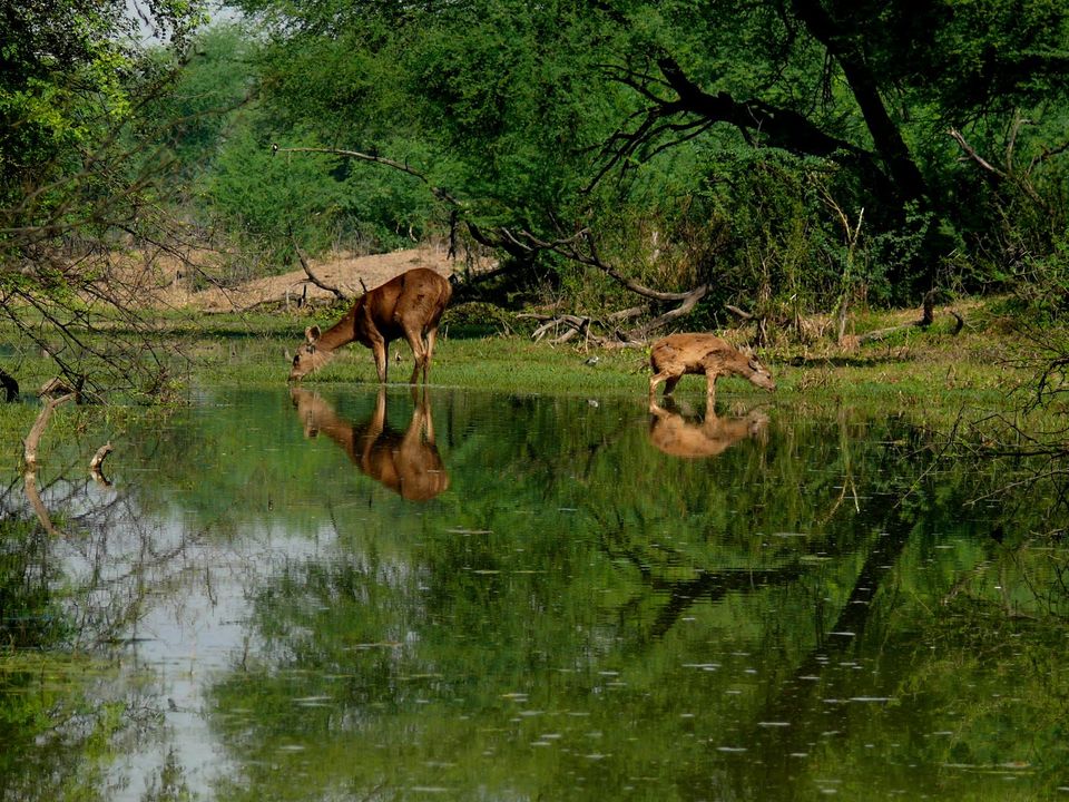 Photo of Keoladeo National Park, Bharatpur, Rajasthan, India by Manish Kumar