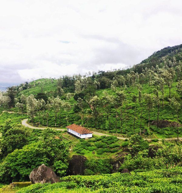 Photo of Chembra Peak Road, Meppadi, Kerala, India by Manish Kumar