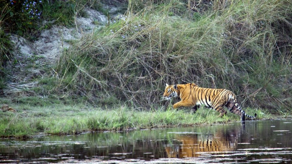 Photo of Chitwan National Park, Narayani, Central Development Region, Nepal by Manish Kumar