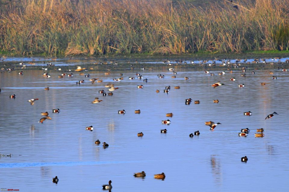 Photo of OKHLA BIRD SANCTUARY GATE 1, Noida, Uttar Pradesh, India by Nitesh Anand Rai
