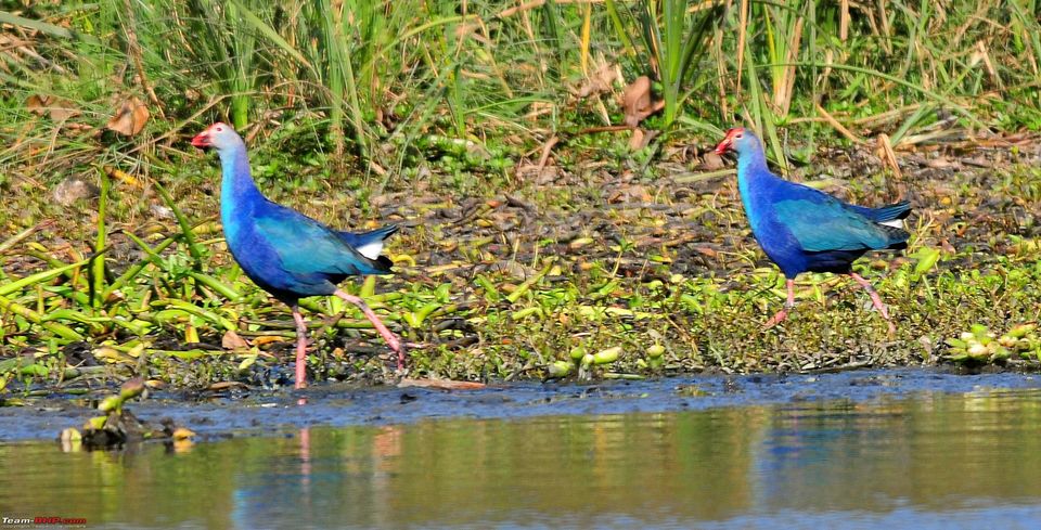 Photo of OKHLA BIRD SANCTUARY GATE 1, Noida, Uttar Pradesh, India by Nitesh Anand Rai