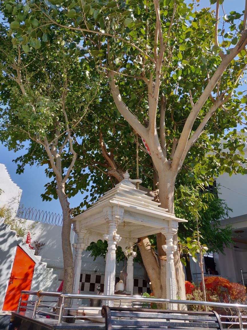 Photo of Udaipur, Rajasthan, India by Varun Vashishtha