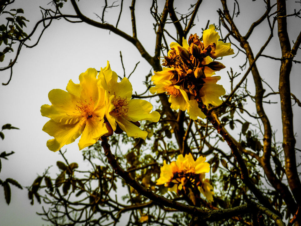 Photo of Baranti : spending a day in Palash Heven by Sourav Halder