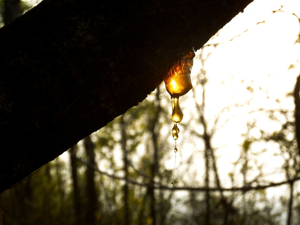 Photo of Baranti : spending a day in Palash Heven by Sourav Halder