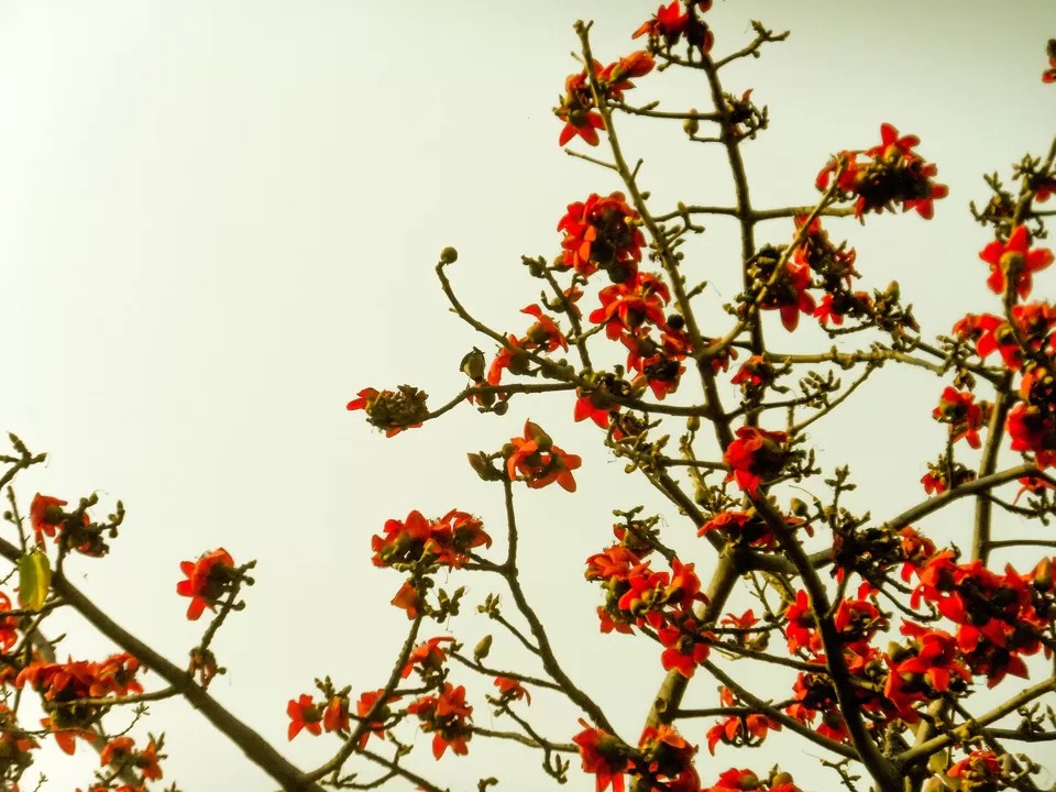Photo of Baranti : spending a day in Palash Heven by Sourav Halder